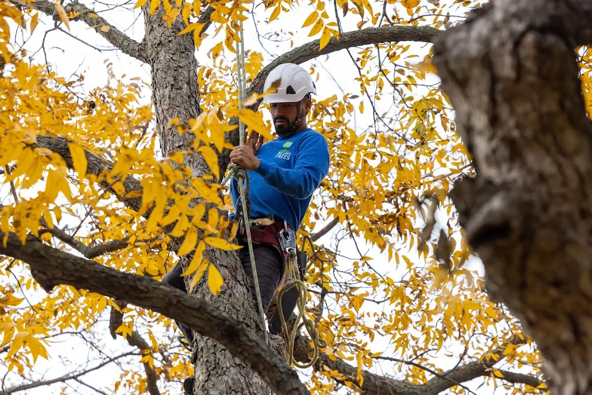Skilled Tree Trimming crew working in Auburn